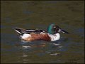 _2SB2227 northern shoveler drake